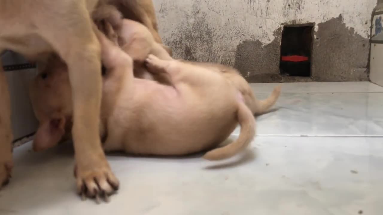 Chó Mẹ Sủa Bảo Vệ Chó Con Trước Người Lạ - Funny Dog