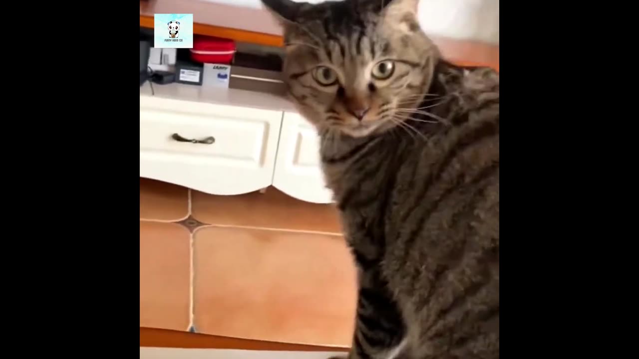 Funny Cats And Dogs Videos - Best Funniest Animal Videos 2024 😅