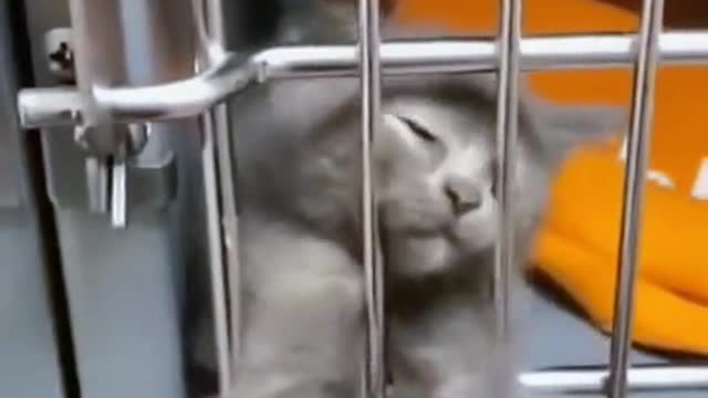 The Funniest & Cutest Pets Compilation 🥰 Animal Squad