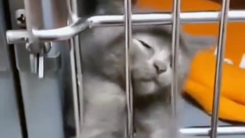 The Funniest & Cutest Pets Compilation 🥰 Animal Squad