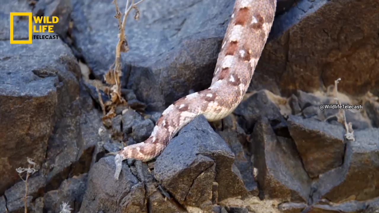 x2mate.com-Deadly Venom - हिन्दी डॉक्यूमेंट्री, Wild Africa Wildlife documentary in Hindi