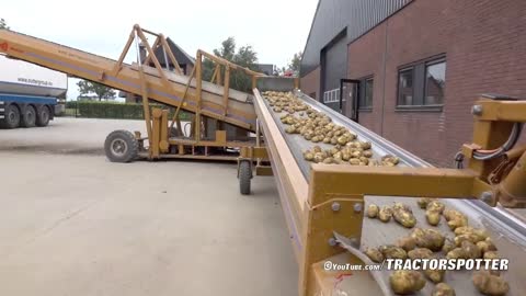 Potato Harvest