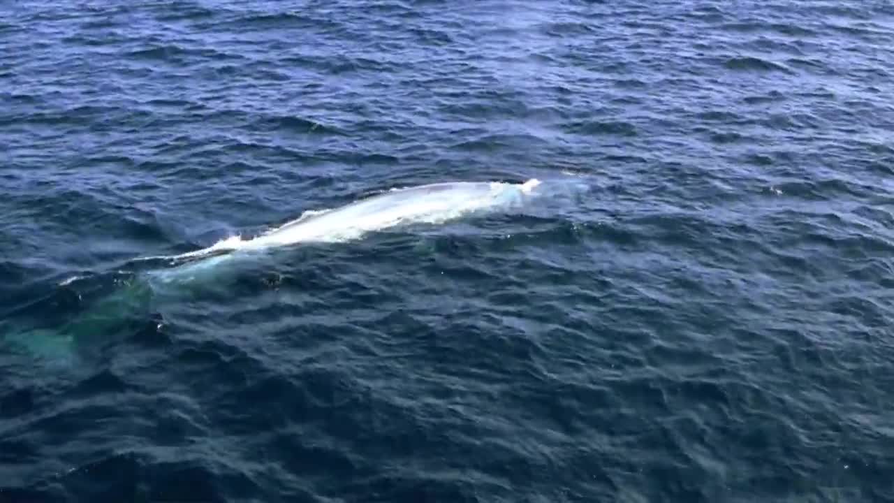 Harmony Of The Ocean - Canada's Ocean City