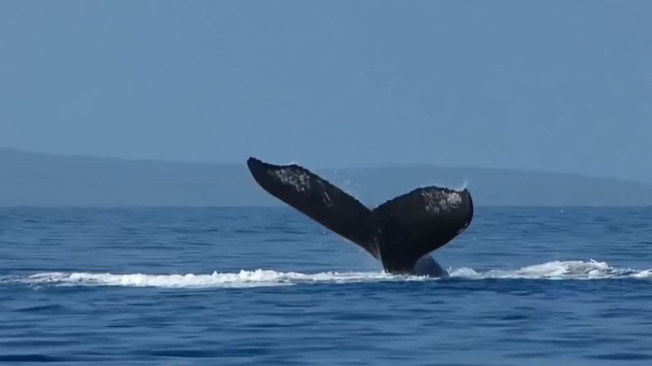 This is Why All Whales Afraid Of Orca