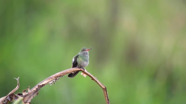 A bird on a tree