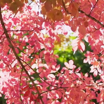 Take a Break: Discover How Relaxing This is! Volume 138v2