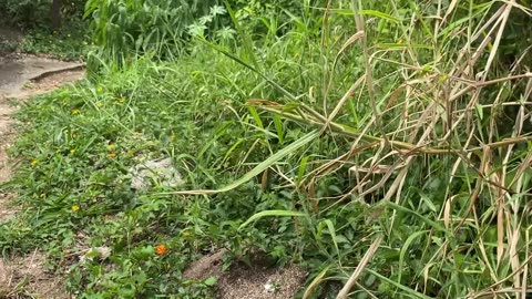 2/10 - Som Ambiente | Praia do Antenor, Gov Celso Ramos - SC | 24.09.23