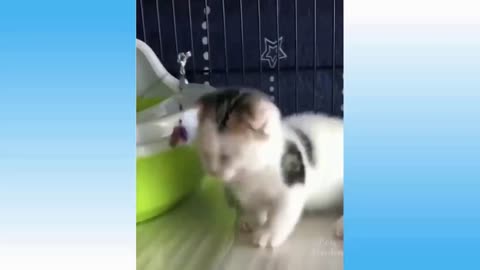 Top Funny Cat Videos 2022