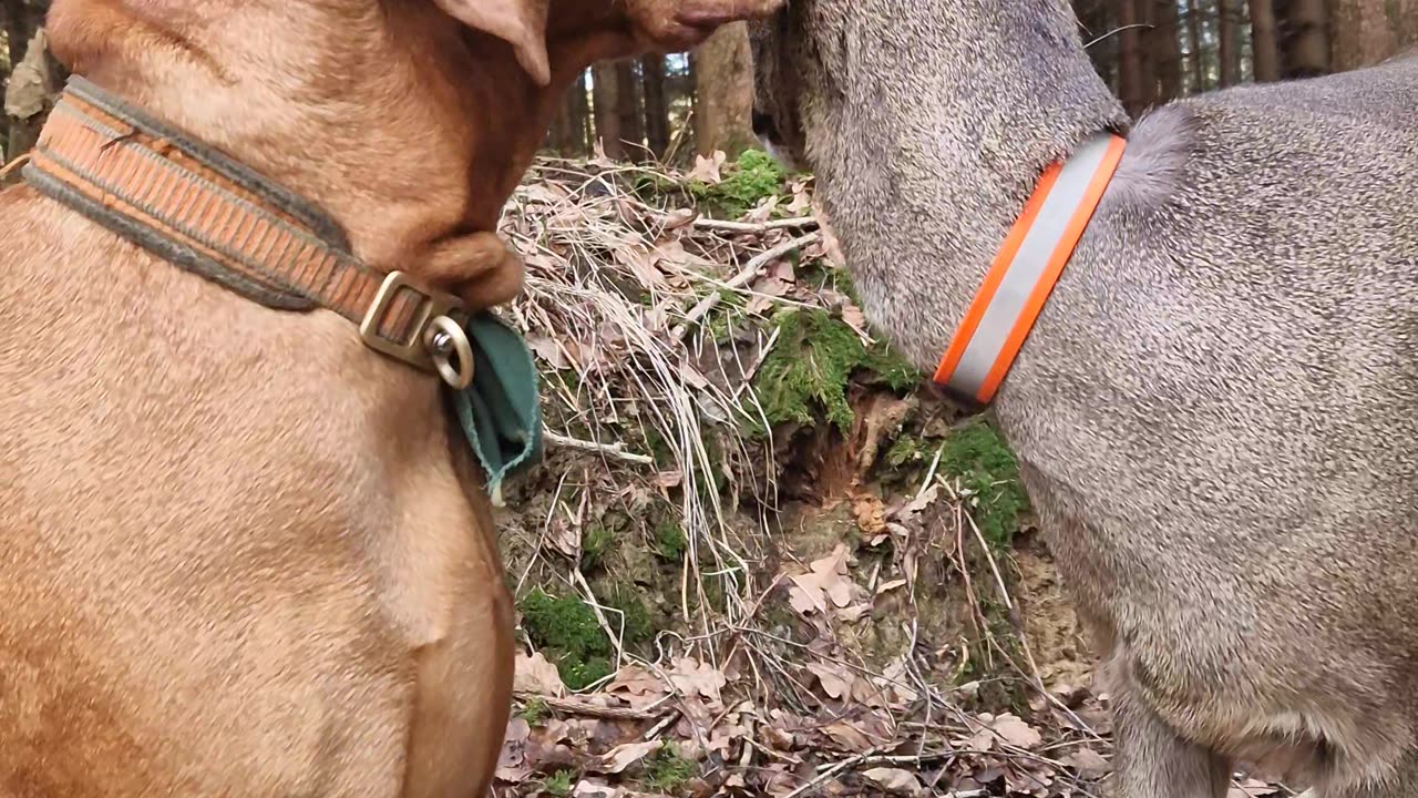 Dog and Deer Have Special Friendship