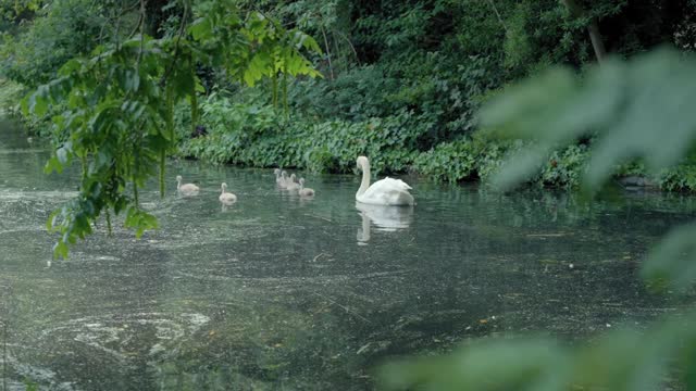 coverr a family of swans swims in the water