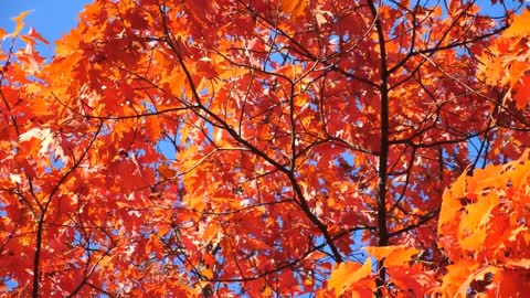 Enchanting Autumn Forests with Beautiful Piano Music