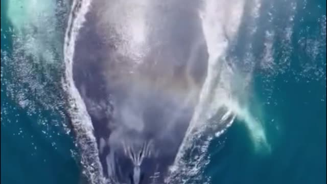 The sight of the whale coming out of the water spraying water is spectacular