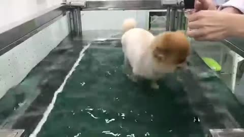 funny dog training