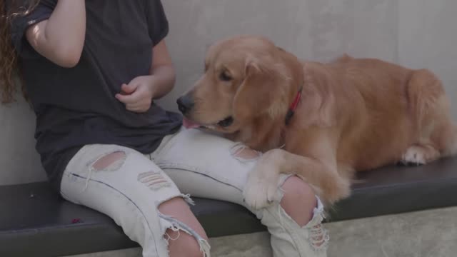 Dog training - Come here