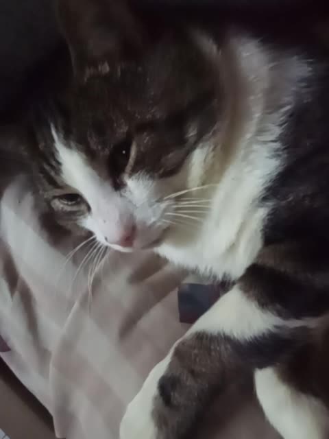 Waking Up From Catnap.