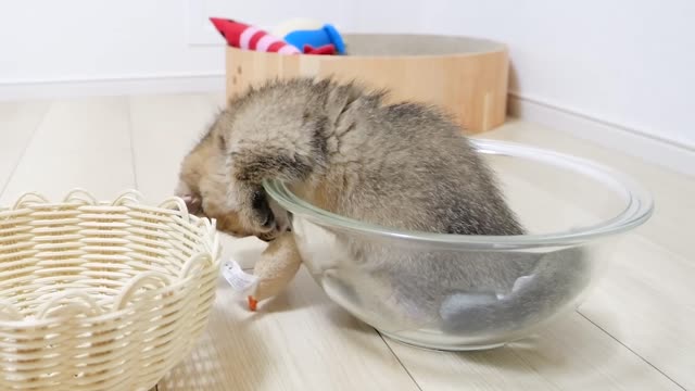 Kitten is playing with moving toys from ball to basket