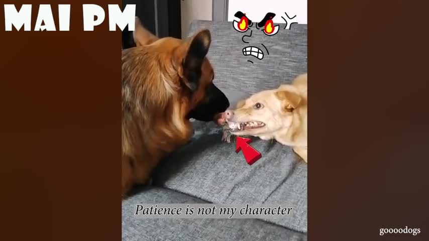 Super FUNNY DOGS - Funny German Shepherd Dog always makes you LAUGH