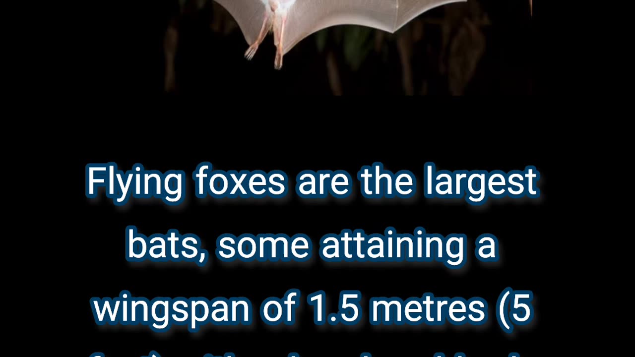 amazing bat facts | bats