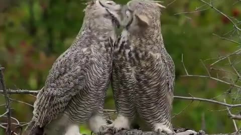 🦉Owl love