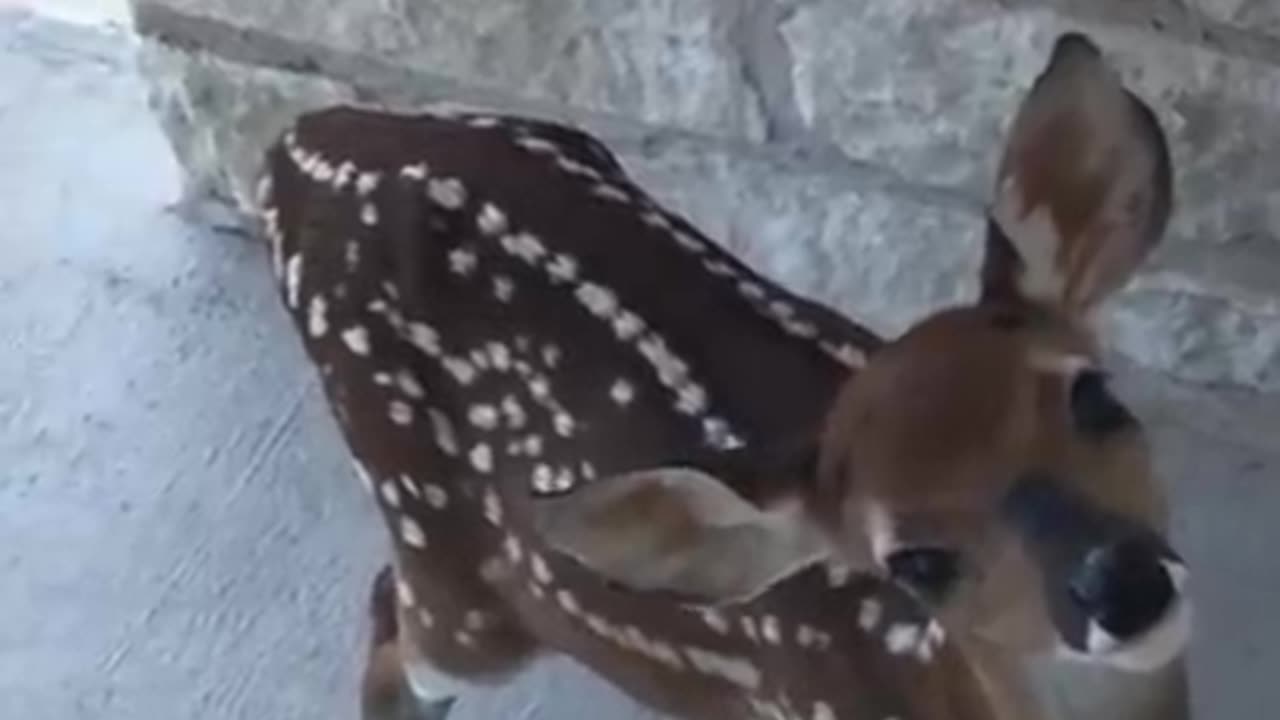 Baby Fawn Welcome Me at the front door