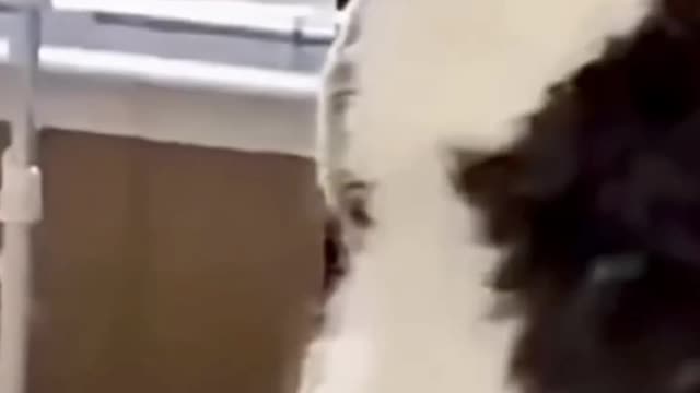 Funny dog is cry and cat are in tension look😲😲😲😲😲