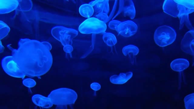 Relaxar , Meditar ou Dormir , Um Flash Vida Na Terra e Na Agua
