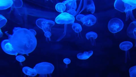 Relaxar , Meditar ou Dormir , Um Flash Vida Na Terra e Na Agua