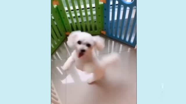 Cute puppy