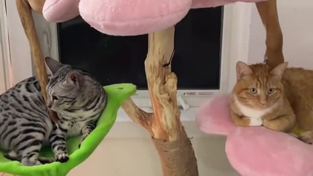 She eats cat poop and starts moving different