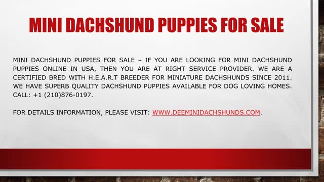 Mini Dachshund Puppies for Sale