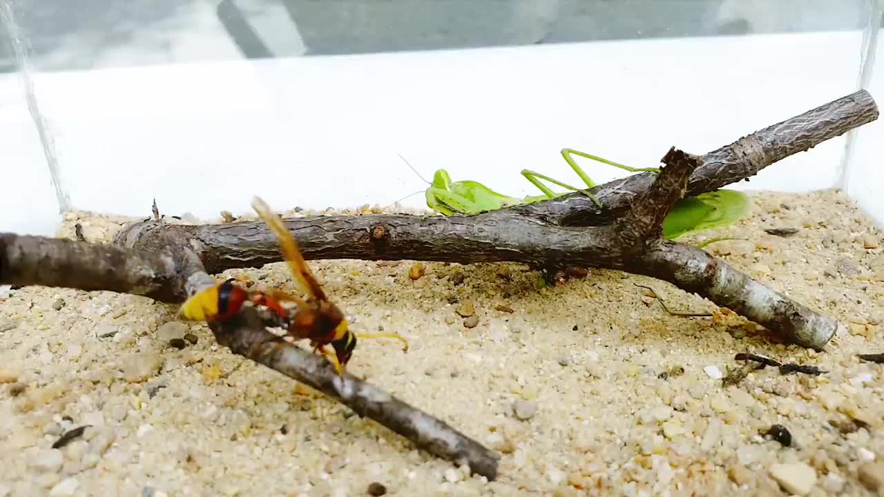 Deadly PRAYING MANTIS vs HORNET and WASP BRUTAL FIGHT - Insect Stories-3