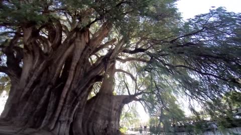 Top 5 BIGGEST Trees on Earth