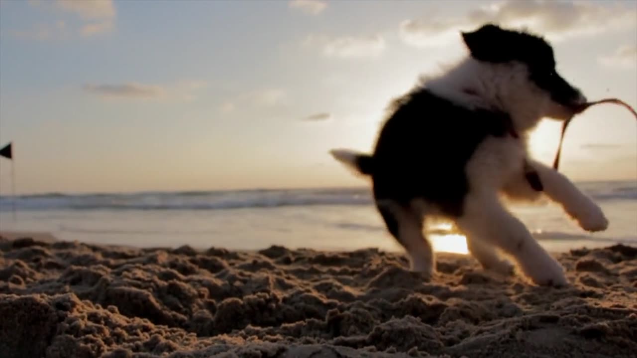 Cute Little Fella on The Beach!