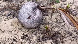 Opening coconuts