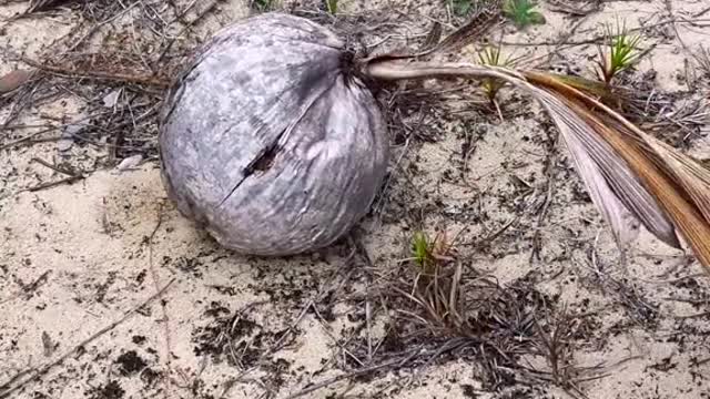 Opening coconuts