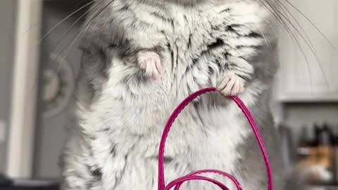 So cute pet