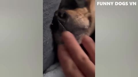 Funny Dogs And Cats - Try Not To Laugh