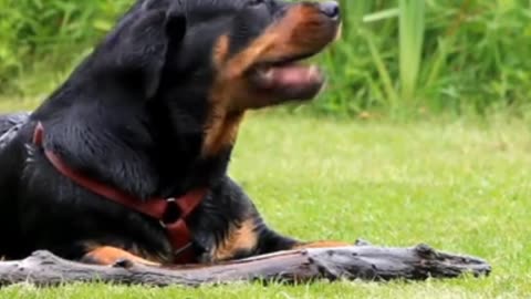 A Good Family Member "Rottweiler"