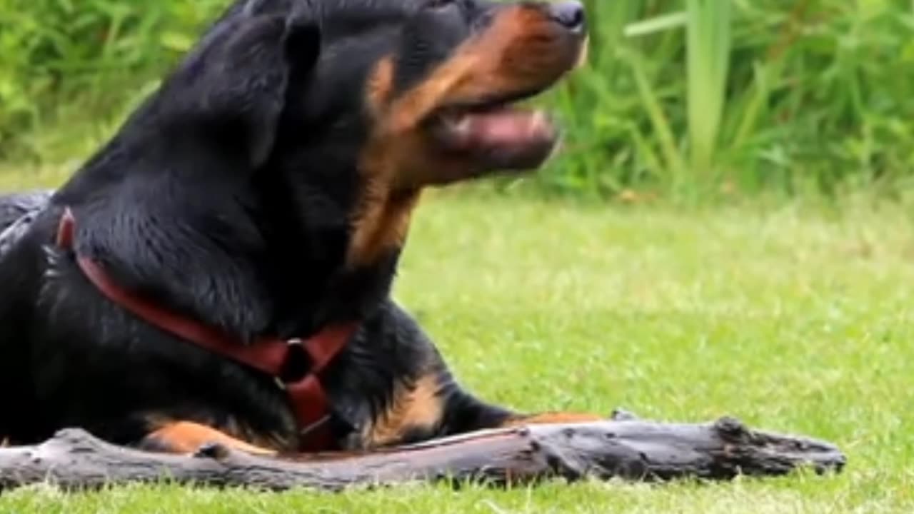 A Good Family Member "Rottweiler"