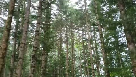 a fir tree forest