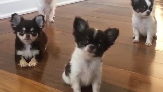 Chihuahua Head Tilt