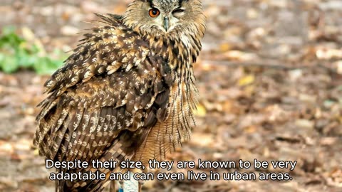 EAGLE OWL