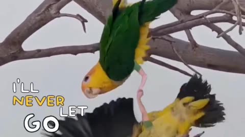 Funny Parrot with hands Pt.02