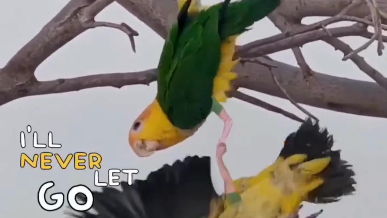 Funny Parrot with hands Pt.02