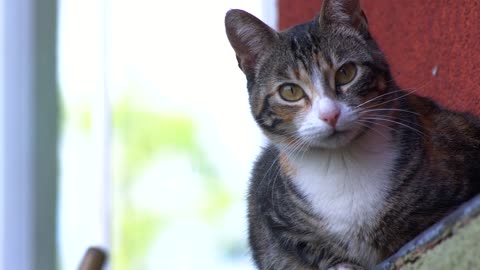 A cat sitting and looking at the camera