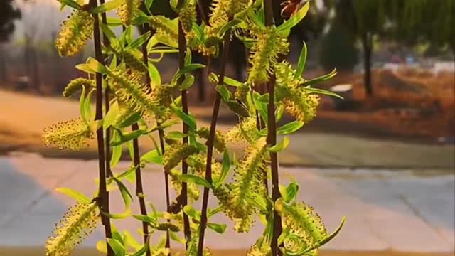 bees are hard at work