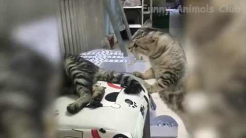 Funny Adorable Cats Acrobats