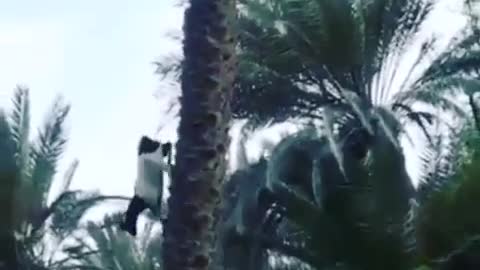 Vertical climber 🐐
