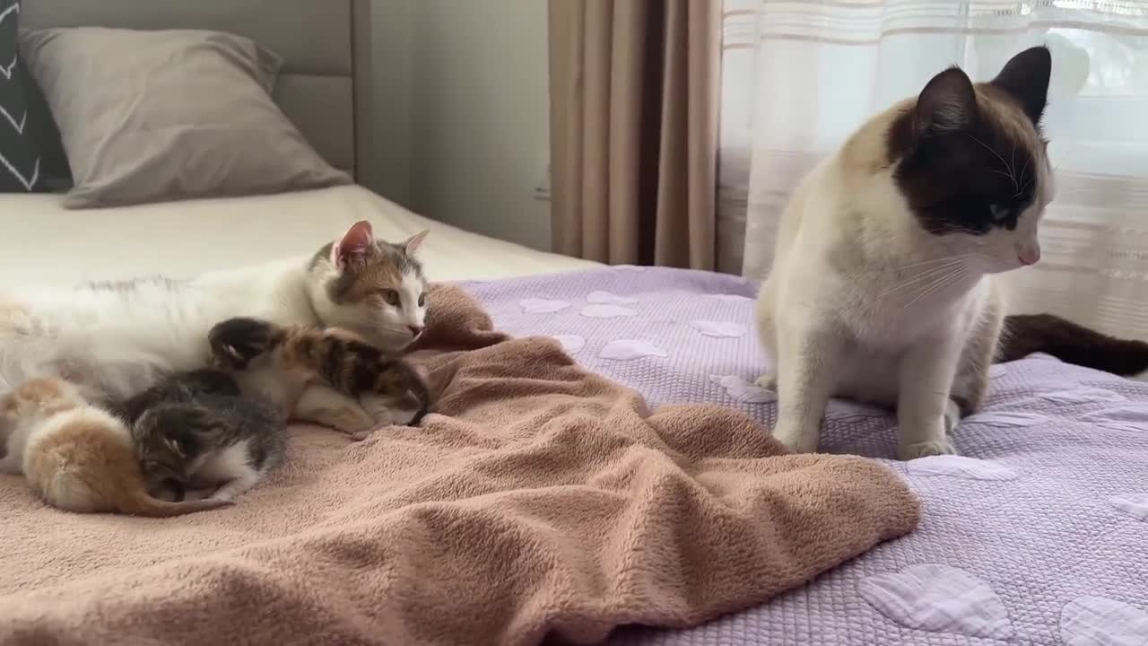 Dad Cat Meets His Baby Kittens for the First Time!lovely