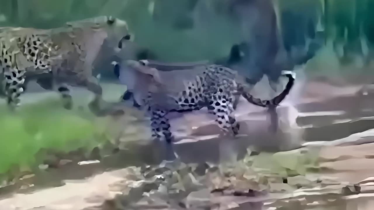 Animals Gone Wild Compilation